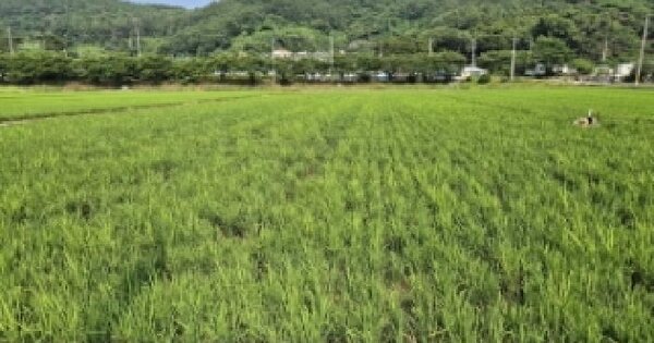 경상남도 고성군 회화면 어신리 371-12 답 경매 물건 이미지