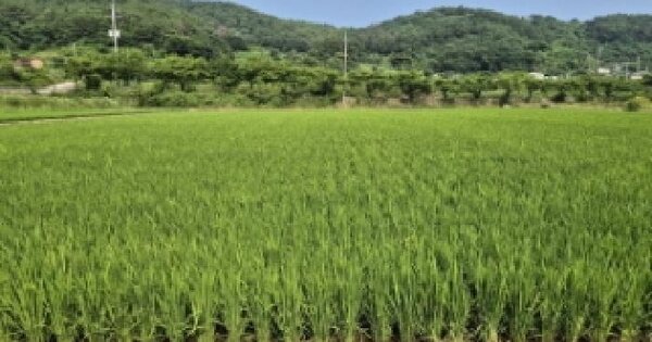 경상남도 고성군 회화면 어신리 370-3 답 경매 물건 이미지