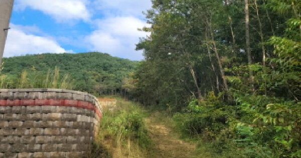 전라남도 광양시 봉강면 지곡리 산8-25 임야 경매 물건 이미지