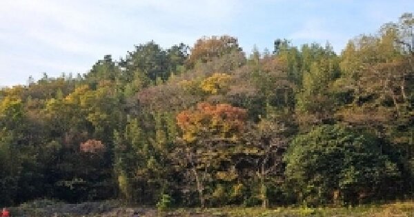 전라남도 해남군 현산면 고현리 514 임야 경매 물건 이미지