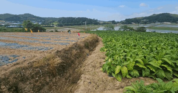 전라남도 진도군 고군면 오류리 835 전 경매 물건 이미지