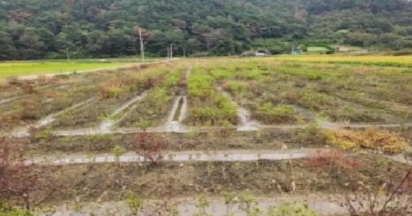 전라남도 순천시 황전면 황학리 633 답 경매 물건 이미지