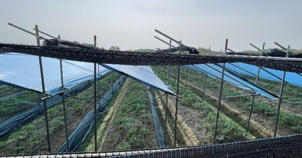 경기도 파주시 문산읍 마정리 625-10 답 경매 물건 이미지