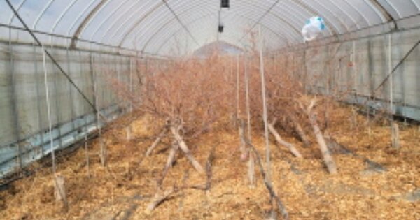 경기도 파주시 파주읍 연풍리 224-2 답 경매 물건 이미지