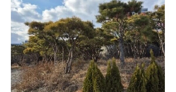 광주광역시 광산구 송정동 441-36 대지 경매 물건 이미지