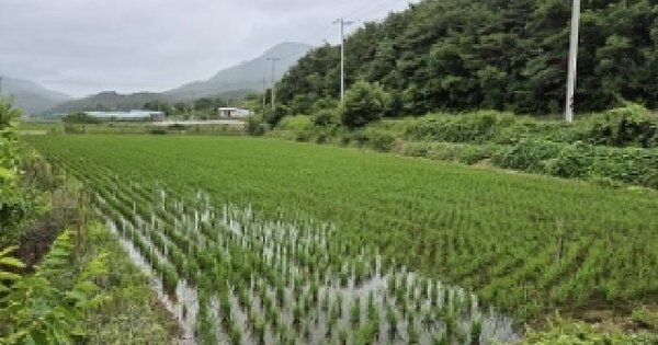 대구광역시 군위군 의흥면 금양리 11  미지정 경매 물건 이미지