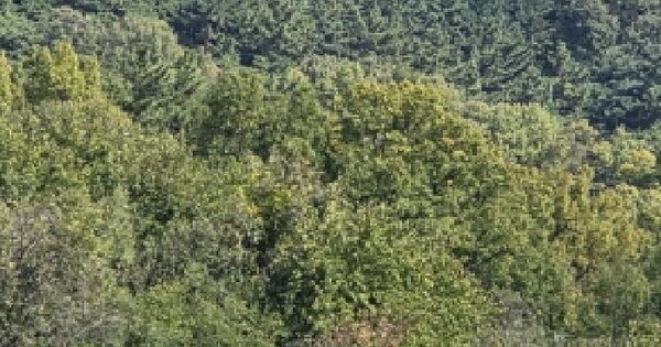 경상북도 경산시 자인면 읍천리 산83 임야 경매 물건 이미지