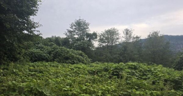 경상북도 칠곡군 가산면 학산리 산77-11 임야 경매 물건 이미지