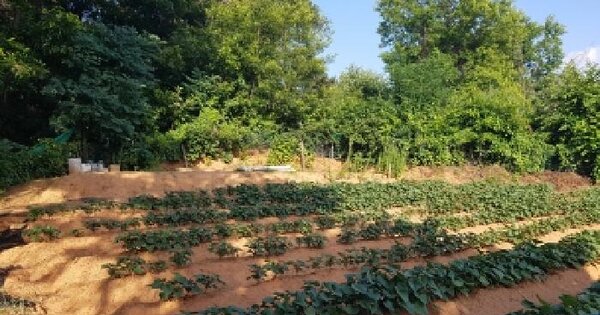 충청남도 천안시 동남구 청당동 산96-14  미지정 경매 물건 이미지
