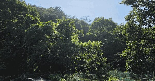 경상남도 하동군 금성면 궁항리 산66-1  미지정 경매 물건 이미지