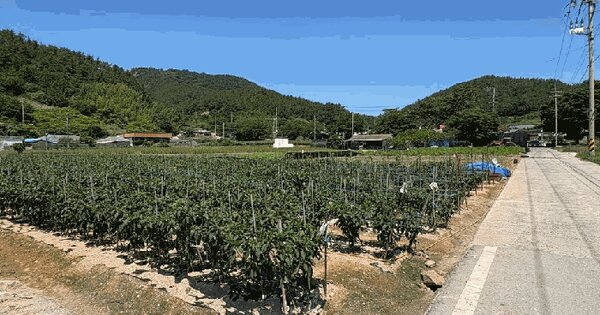 전라남도 완도군 고금면 회룡리 1538-2  미지정 경매 물건 이미지