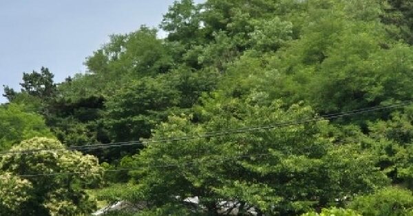경상북도 영덕군 강구면 금호리 608-1  미지정 경매 물건 이미지