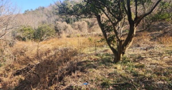 전라남도 고흥군 포두면 남성리 산262-19 임야 경매 물건 이미지