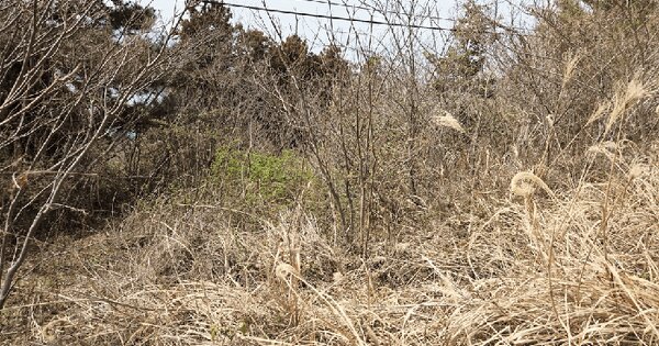 전라남도 완도군 금일읍 화목리 55 전 경매 물건 이미지