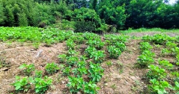 충청남도 홍성군 금마면 부평리 607 전 경매 물건 이미지