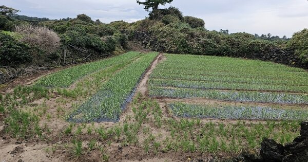 제주특별자치도 제주시 구좌읍 행원리 1703 전 경매 물건 이미지