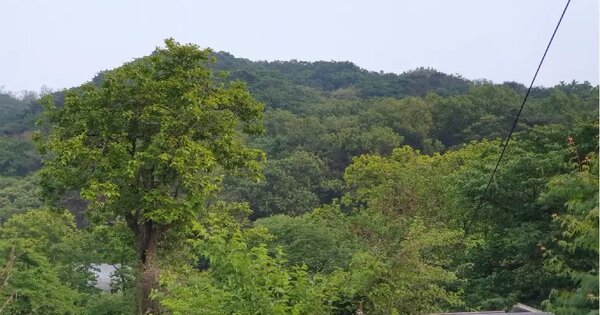 경기도 과천시 문원동 산71 임야 경매 물건 이미지