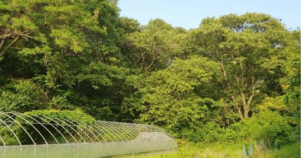 경기도 과천시 문원동 산92 임야 경매 물건 이미지