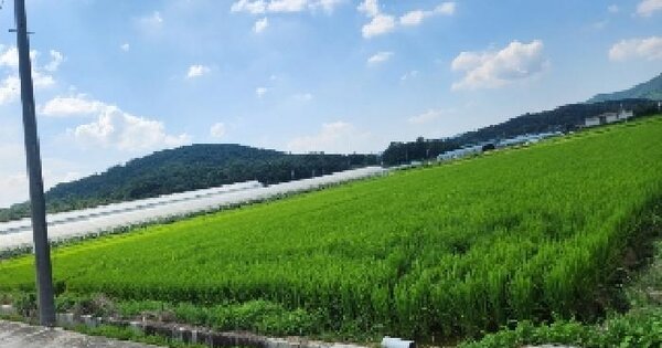 경기도 양주시 남면 입암리 294 답 경매 물건 이미지