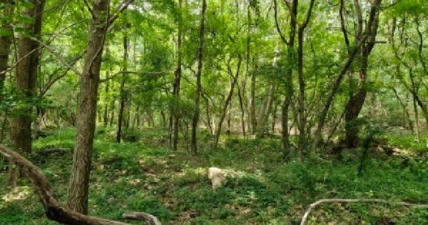 경기도 양평군 옥천면 용천리 163 임야 경매 물건 이미지