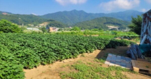 경기도 양평군 양서면 증동리 616-1 답 경매 물건 이미지
