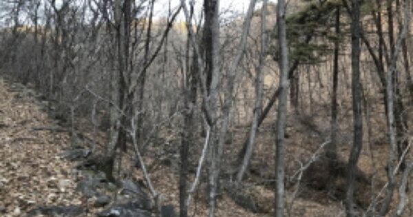 경기도 여주시 금사면 소유리 산2 임야 경매 물건 이미지
