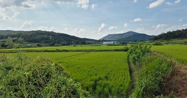 경상북도 의성군 비안면 화신리 16 답 경매 물건 이미지