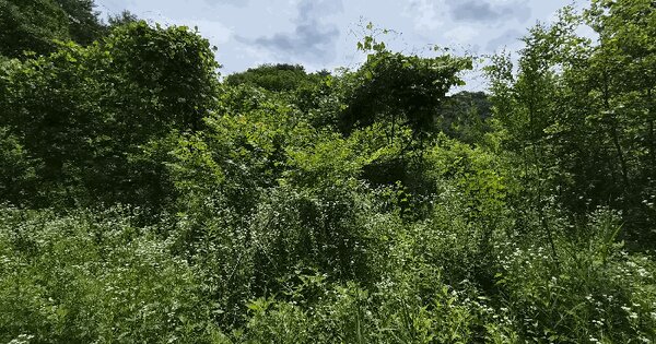 강원특별자치도 화천군 간동면 방천리 195  미지정 경매 물건 이미지