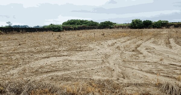 제주특별자치도 서귀포시 성산읍 신산리 1005-2  미지정 경매 물건 이미지
