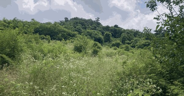 충청북도 괴산군 연풍면 유상리 384  미지정 경매 물건 이미지