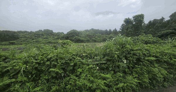 제주특별자치도 서귀포시 성산읍 난산리 2972-6  미지정 경매 물건 이미지