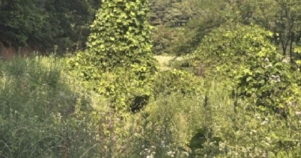 충청북도 보은군 수한면 오정리 2  미지정 경매 물건 이미지