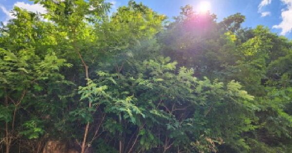 경상북도 영천시 화북면 하송리 394  미지정 경매 물건 이미지