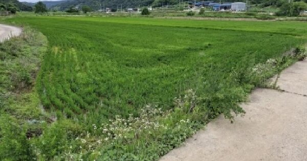 경상남도 합천군 쌍백면 육리 517-4  미지정 경매 물건 이미지