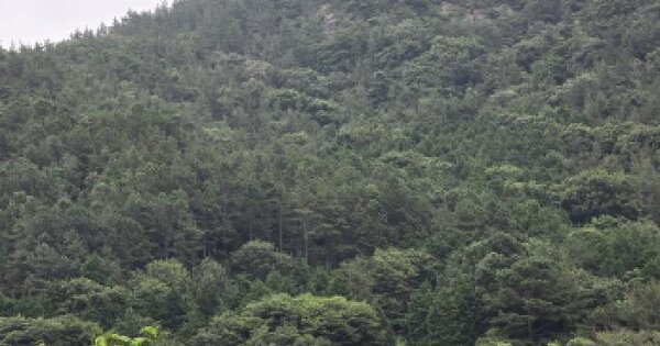 전남광주통합특별시 장흥군 용산면 풍길리 산106  미지정 경매 물건 이미지