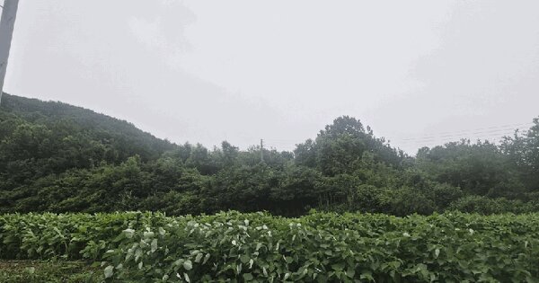 전라남도 무안군 일로읍 의산리 산52-5  미지정 경매 물건 이미지
