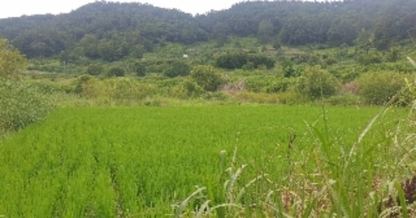 전라남도 보성군 문덕면 양동리 OOOOOO O OOO 답 경매 물건 이미지