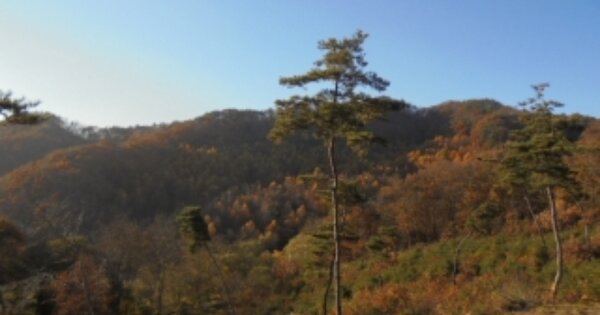 충청북도 보은군 수한면 산척리 OOOOO 임야 경매 물건 이미지