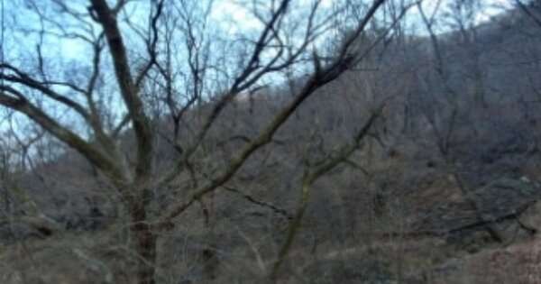 경상북도 영천시 고경면 오룡리 OOOO O OOO 임야 경매 물건 이미지