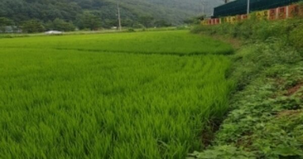 경기도 광주시 도척면 상림리 OO O OOO 답 경매 물건 이미지