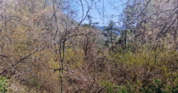 경상북도 봉화군 법전면 눌산리 OOO O OOO 전 경매 물건 이미지
