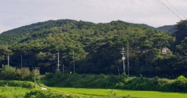 전북 남원시 갈치동 OOO O OOO 임야 경매 물건 이미지