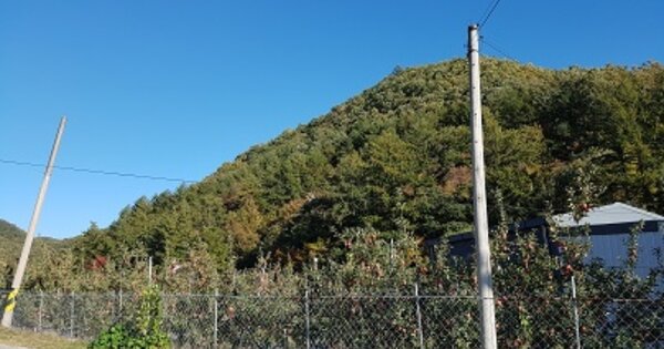 경상북도 의성군 춘산면 신흥리 OOO 임야 경매 물건 이미지