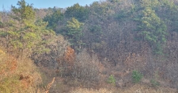 충청북도 영동군 황간면 마산리 OOOOOO 임야 경매 물건 이미지