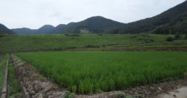 경상남도 밀양시 무안면 화봉리 O 답 경매 물건 이미지