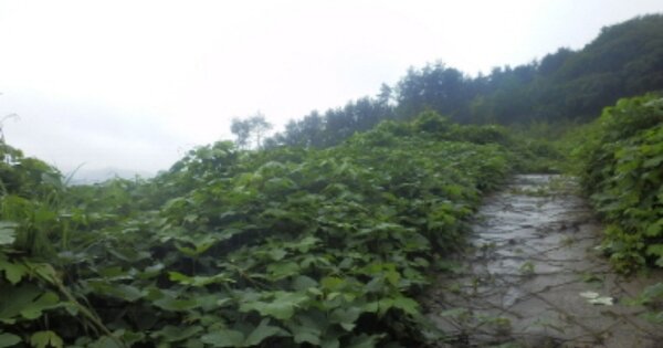 경상남도 사천시 이홀동 OOO O OOO 답 경매 물건 이미지
