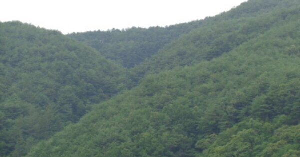경상남도 산청군 시천면 중태리 OOO 임야 경매 물건 이미지
