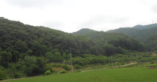 세종특별자치시 전동면 노장리 OOOOO O OOO 임야 경매 물건 이미지
