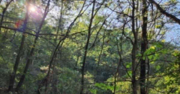 경기도 광주시 도척면 추곡리 OOOO 임야 경매 물건 이미지