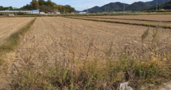 전라남도 장흥군 용산면 덕암리 OOOOOO O OOO 답 경매 물건 이미지